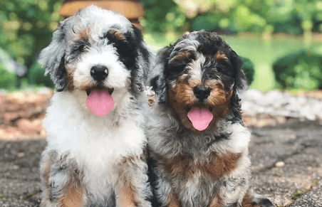 Puppy:Ihhz1j0nkcy= Bernedoodle