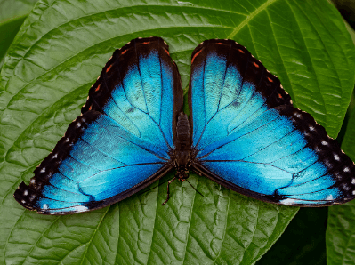 Blue:H-Ak2r9tiiq= Butterfly