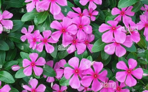 Flower:A6bhb8cofyy= Periwinkle