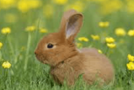 Cute:G20bacyjnym= Rabbits