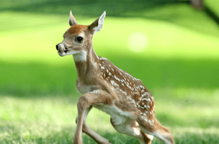 Baby:Hmv1xdxnlei= Deer