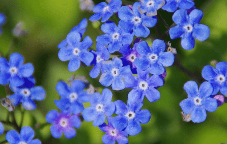 Blue:Huhwnpdnyc8= Flowers