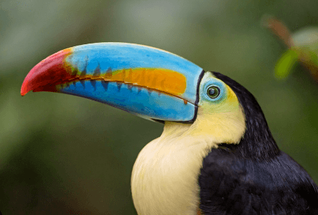 Cute:Afb-C3y1kcc= Toucan