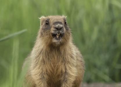 Cute:Y1iwt5mpmb0= Groundhog