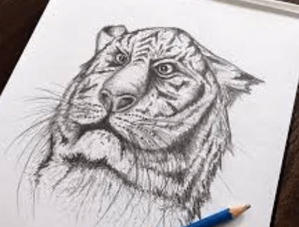 Sketch:Uye9dl1im6e= Tiger