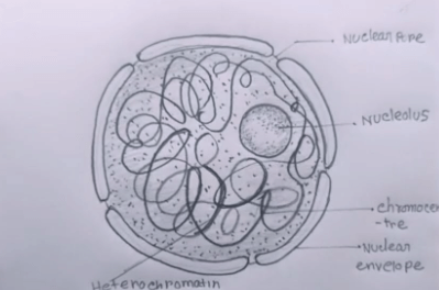 Drawing:Pkhwk0nzhmc= Nucleus