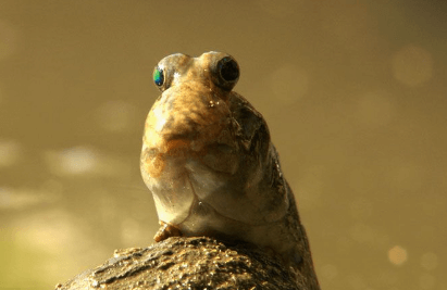 Cute:01axwzeivdq= Mudskipper