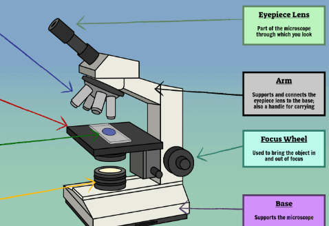 Labeled:Anho9uz3aos= Microscope Diagram