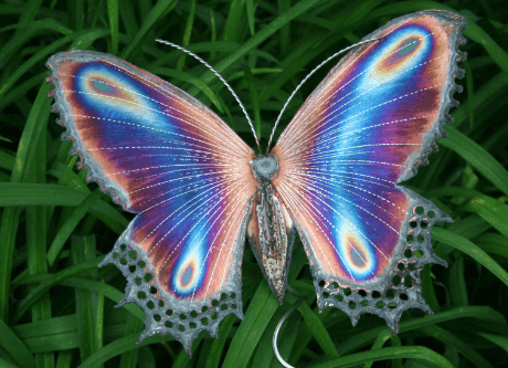 Beautiful:2faziwdvvcs= Butterfly