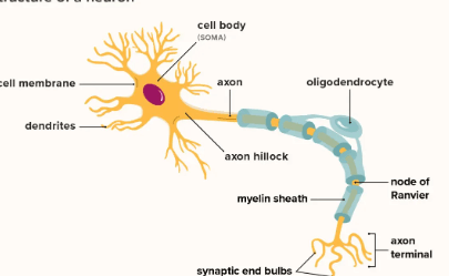 Labeled:Cdraxc4dlxm= Neuron Diagram