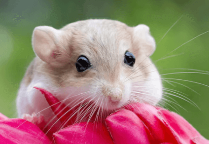 Cute:F6hdqtq5uhq= Gerbil