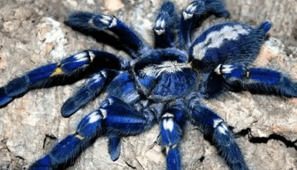 Blue:Uhl9yi5cpze= Tarantula