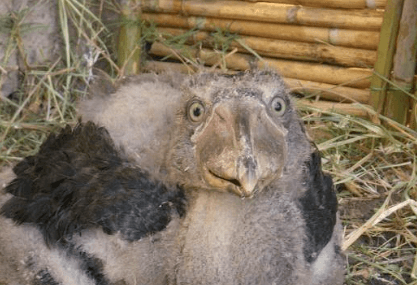 Cute:4k5ne5issfg= Shoebill