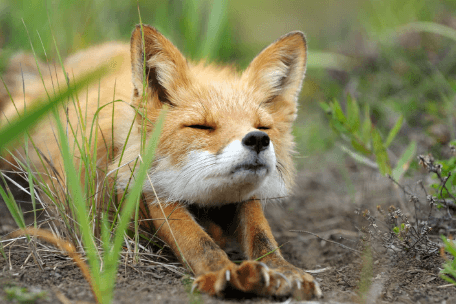 Cute:Vckxjxf4zh0= Fox