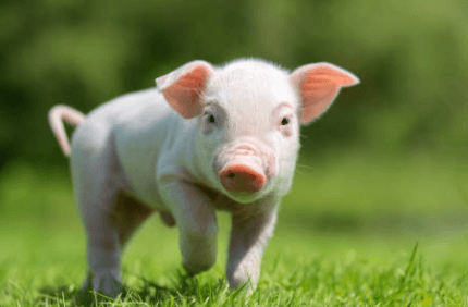 Cute:Pamwaummhqs= Pig