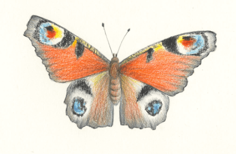 Drawing:Q5pbirjjkfa= Butterfly