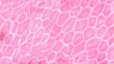 academic histology study hub keywords