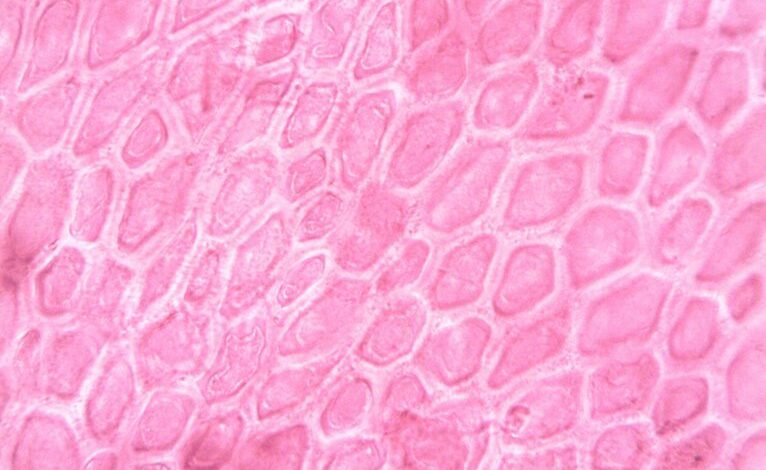 academic histology study hub keywords